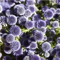 Echinops ritro