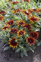 Rudbeckia hirta 'Cappuccino'