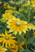 Rudbeckia hirta 'Prairie Sun'