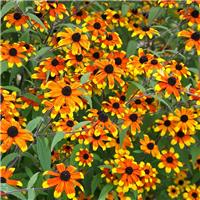 Rudbeckia triloba 'Prairie Glow'