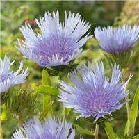 Stokesia laevis 'Blue Star'