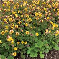 Geum Tempo Yellow