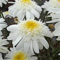 Leucanthemum Real Snowball