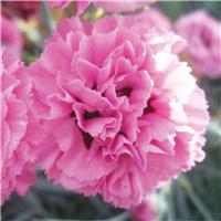 Dianthus Pink Ruffles