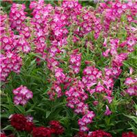 Penstemon 'Arabesque Orchid'