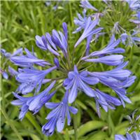 Agapanthus 'Ever Couple' - Lily of the Nile - XL Plant