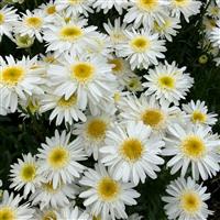 Leucanthemum Real Comet