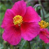 Helianthemum 'Ben Ledi'