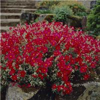 Helianthemum 'Henfield Brilliant'