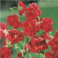 Helianthemum 'Mrs C.W.Earle'