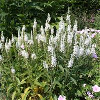 Veronica spicata 'Alba'