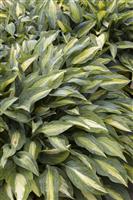 Hosta 'Stained Glass'