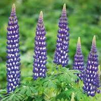 Lupinus West Country - Lupin 'Blacksmith'
