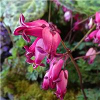 Dicentra Amore Rose