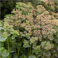 Sedum Little Missy