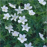 Geranium sanguineum 'Album' - Bloody Cranesbill