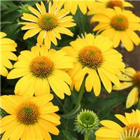 Echinacea Sombrero Yellow