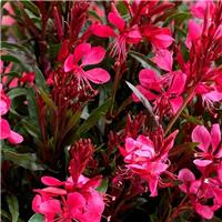 Gaura lindheimeri 'Gaudi Red' - In Bud & Bloom