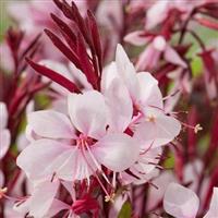 Gaura lindheimeri 'Gaudi Pink'