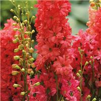 Delphinium 'Red Lark' - Rare 'Coral-Red' Delphinium - In Bud & Bloom
