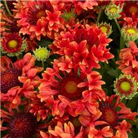 Gaillardia x grandiflora Fanfare Serenade' - Blanket Flower