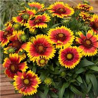Gaillardia 'Tango Bicolor'