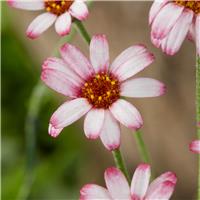 Rhodanthemum 'Marrakech' - African or Moroccan Daisy
