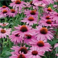 Echinacea Lakota Rose - Purple Cone Flower - In Bud & Bloom