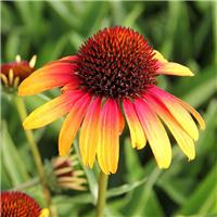 Echinacea Sombrero Special Yellow Red