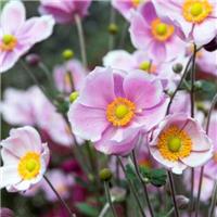 Anenome 'Satin Doll Blush'