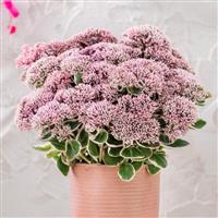 Sedum 'La Vie en Rose'