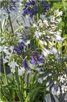 Agapanthus Three Sisters - Nile Lily