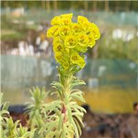 Euphorbia characias wulfenii