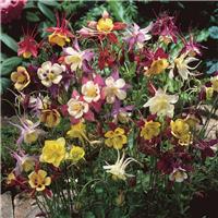 Aquilegia 'McKana Hybrids'