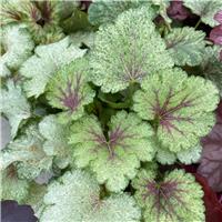 Heuchera 'Snowy Panky'