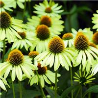 Echinacea purpurea Alans Pride
