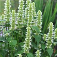 Agastache rugosa Alabaster
