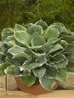 Hosta 'Pizzazz'