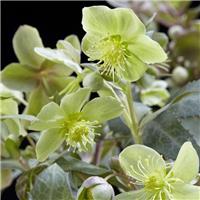 Helleborus x sternii Silver Star