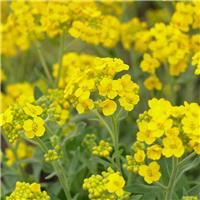 Aurinia saxatilis 'Gold Cushion' - Alyssum in Bud & Bloom