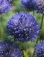 Jasione laevis 'Blue Light'