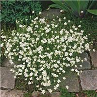 Dianthus deltoides Albus