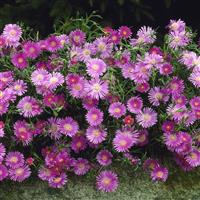 Delosperma Sutherlandii