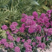 Lychnis alpina 'Magenta'
