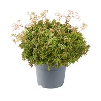 Sedum Album - White Stonecrop