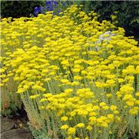 Sedum reflexum
