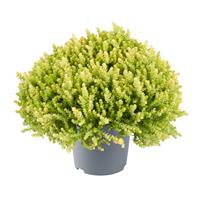 Sedum Acre Aurea