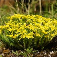 Sedum sexangulare - Tasteless Stonecrop