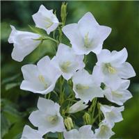 Campanula persicifolia Alba