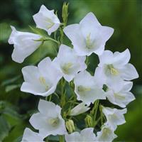 Campanula persicifolia 'Alba'